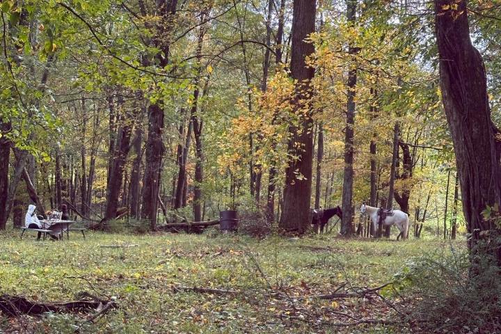 a tree in the middle of a forest