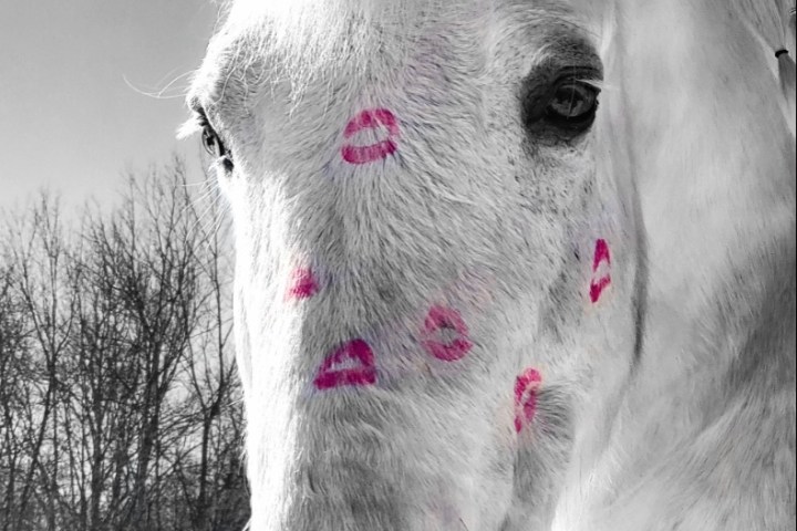 a close up of a horse that is looking at the camera